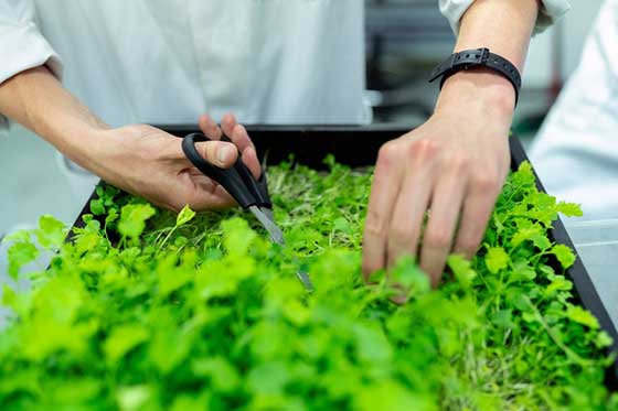 Grow Herbs Indoors with Hydroponics