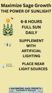 Maximize Sage Growth: The Power of Sunlight. Ensure 6-8 hours of full sun daily, supplement with artificial lighting, and place plants near light sources."