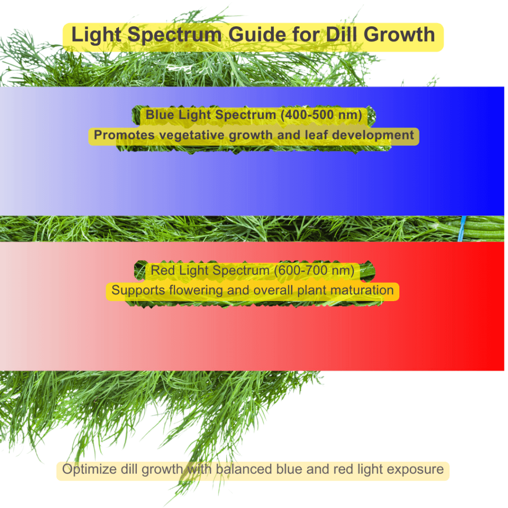 Light Spectrum Guide for Dill Growth infographic. Shows blue light spectrum (400-500 nm) promoting vegetative growth and leaf development, and red light spectrum (600-700 nm) supporting flowering and overall plant maturation. Highlights balanced light exposure for optimal dill growth.