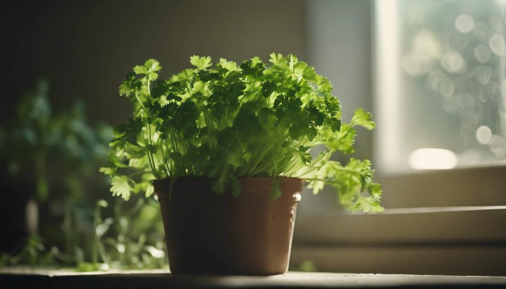 optimizing cilantro growth conditions