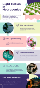 Light Ratios in Hydroponics: Detailing the importance of light ratios, including blue light for growth, red light for flowering, customizing light ratios, benefits of LEDs, and key factors for optimizing plant development in hydroponic systems.