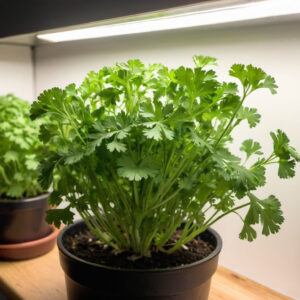 Optimize Cilantro Growth with Proper Lighting