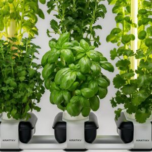 A vibrant image displaying healthy basil, mint, and cilantro plants thriving. This illustrates the Kratky hydroponic method for herbs. This image highlights the lush growth and the lack of soil, emphasizing the method's cleanliness and efficiency.