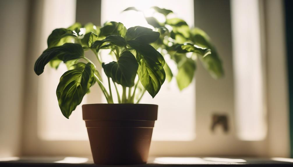 basil sunlight requirements explained