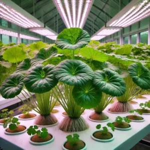 Gotu Kola plants growing hydroponically under grow lights indoors