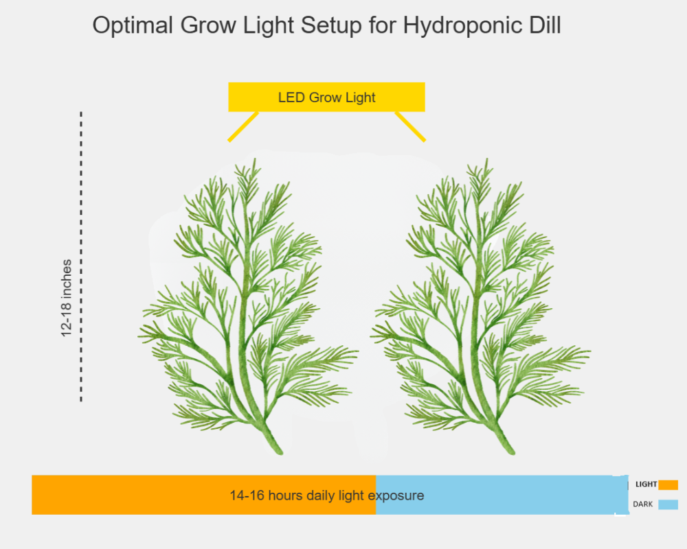 Optimal grow light setup for hydroponic dill, showing LED grow light positioned 12-18 inches above dill plant with 14-16 hours of daily light exposure for balanced growth and healthy development.