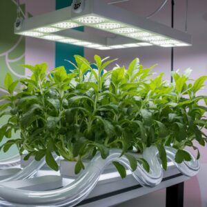 Lemon Balm growing under grow lights