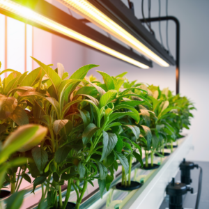  Stevia growing hydroponically under grow lights