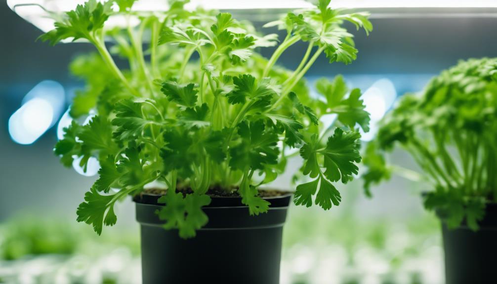 nurturing the cilantro plant helps grow cilantro hydroponically indoors