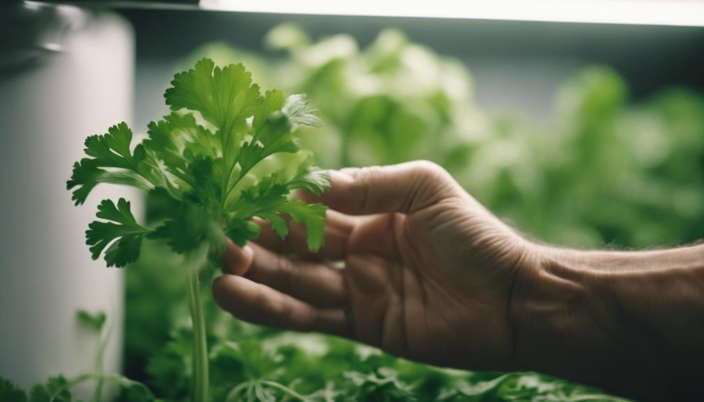 growing cilantro in water