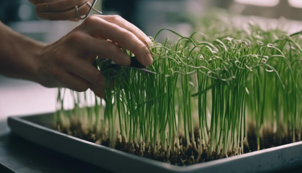 optimizing plant growth methods to grow chives hydroponically indoors