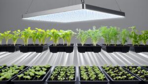 Modern LED grow light panel suspended over young herb seedlings, showing the proper height placement and even light distribution across multiple seed trays