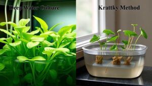 deep water culture and kratky methods hydroponic system overview