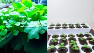 selecting between the deep water culture and kratky methods of hydroponics